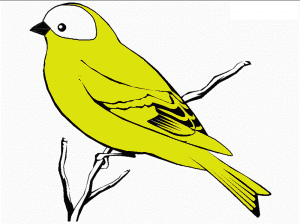 sarı_kuş
