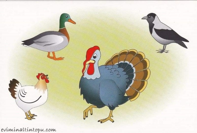 домашние птицы. карточки для малышей. демонстрационный материал домашние птицы. домашние животные и птицы игра. домики домашних птиц для детей.